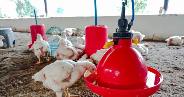 Ceny skupu drobiu w Polsce: jak zmiany wpływają na branżę drobiarską Ceny skupu drobiu w Polsce: jak zmiany wpływają na branżę drobiarską